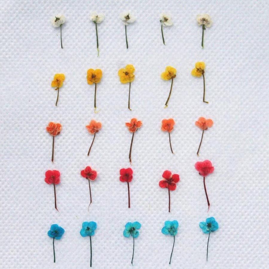 60 adet Mini Preslenmiş Kurutu - Resin Art Baby incelemesi ve fiyatı